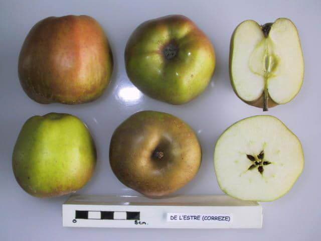 de l'Estre apple