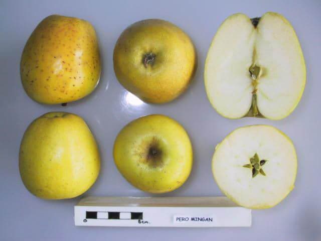 Pero Mingan apple