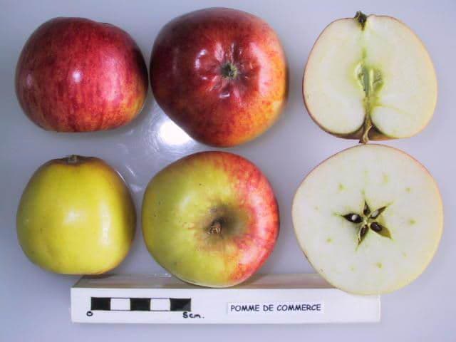 Collins apple