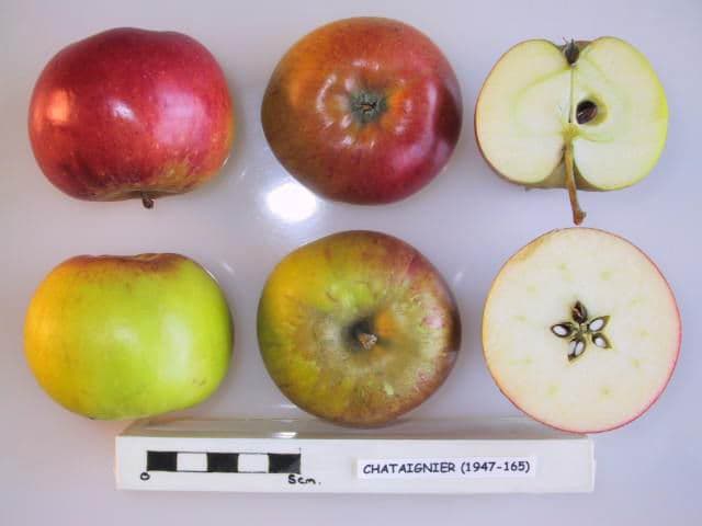 Chataignier apple