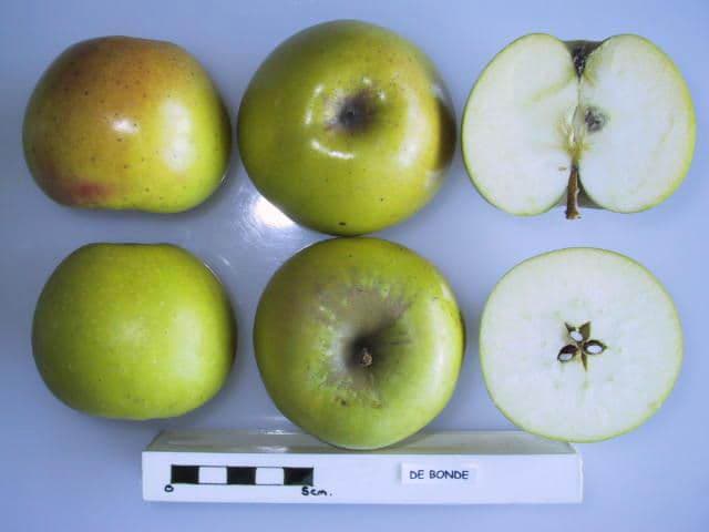 de Bonde apple