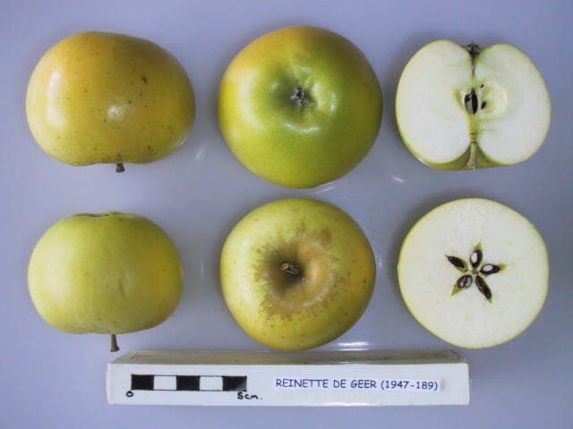 Reinette de Geer apple