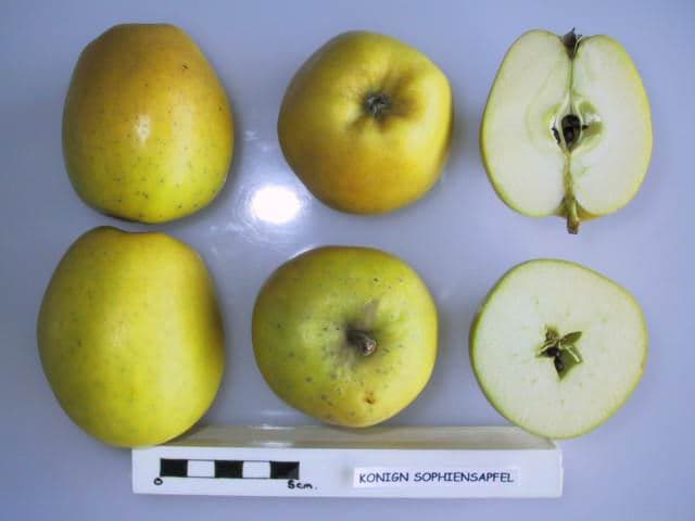 Lemon Pippin apple
