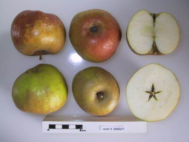 Hog's Snout apple