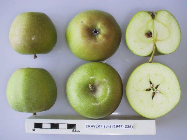 Cravert apple