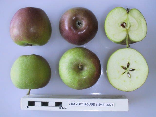 Cravert Rouge apple