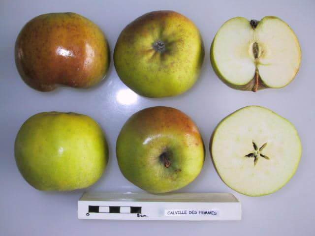 Calville des Femmes apple