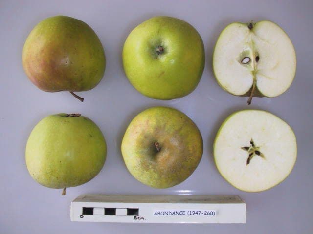 Abondance apple