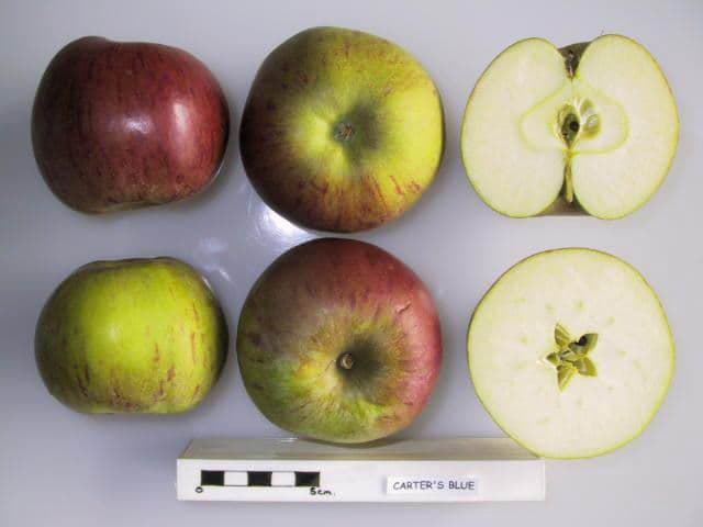Carter's Blue apple