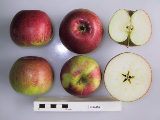 Cellini apple