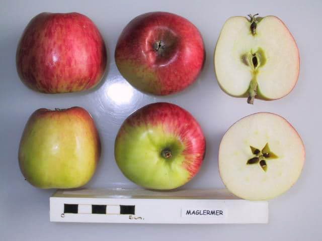 Maglemer apple