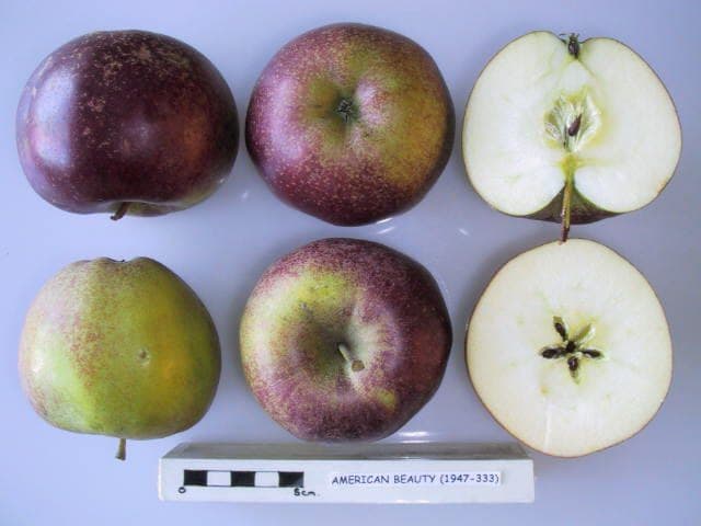 American Beauty apple