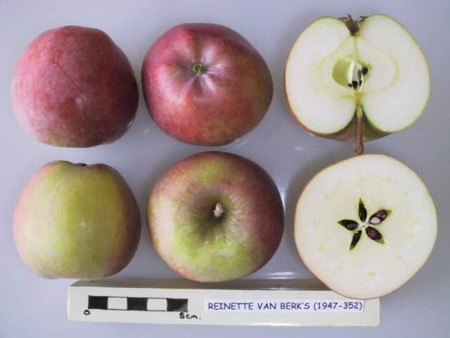Reinette van Berk's apple