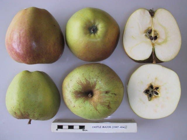Castle Major apple