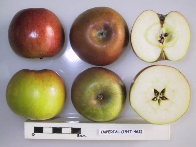 Imperiale apple