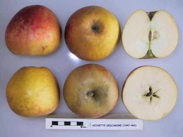 Reinette Descardre apple