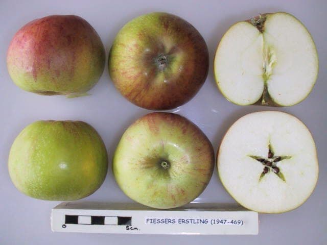 Fiessers Erstling apple