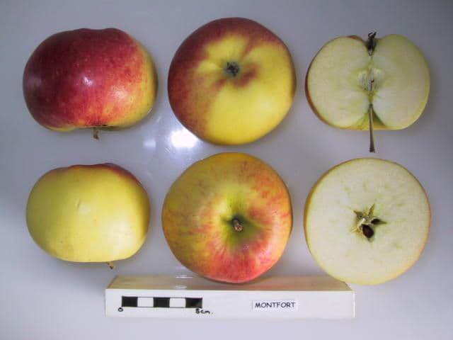 Montfort apple