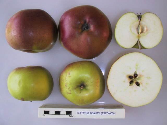 Sleeping Beauty apple