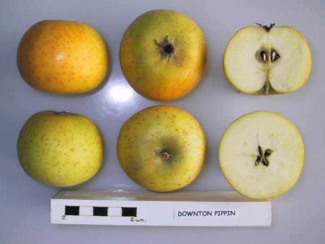 Downton Pippin apple