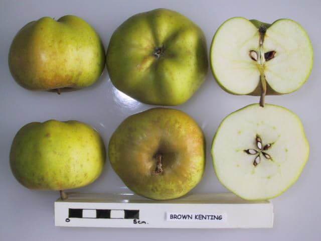 Brown Kenting apple