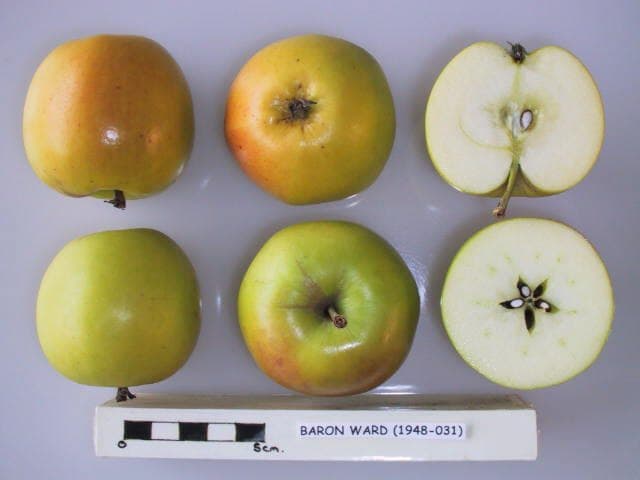 Baron Ward apple