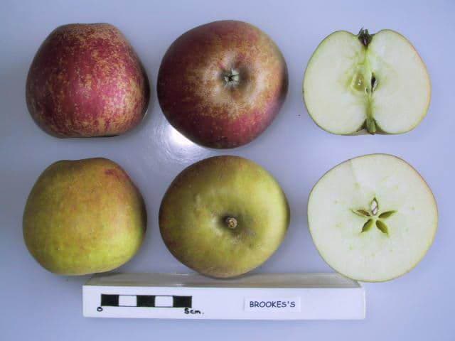 Brookes's apple