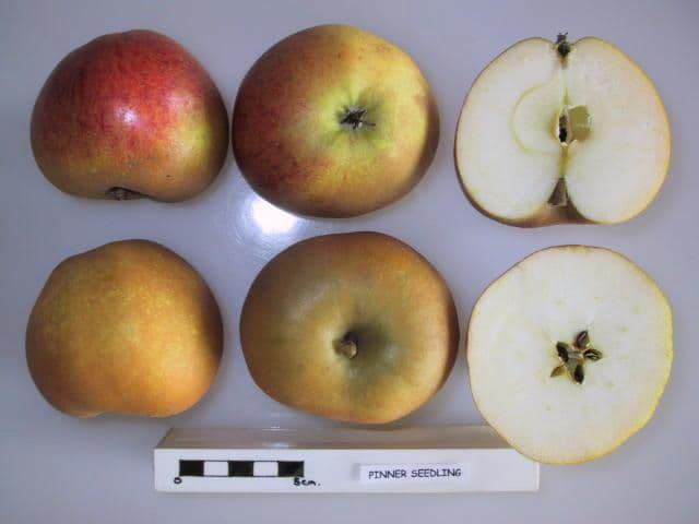 Pinner Seedling apple