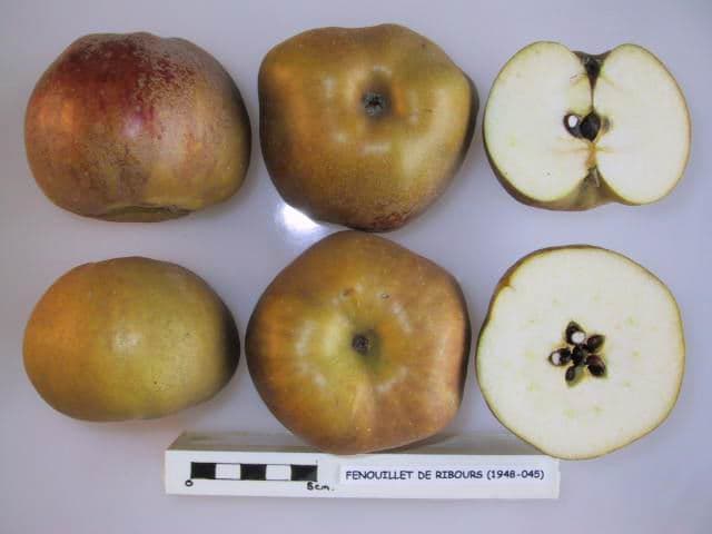 Fenouillet de Ribours apple