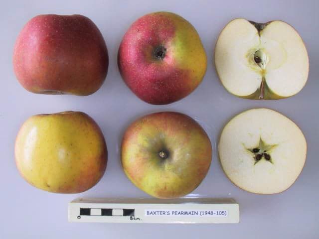Baxter's Pearmain apple