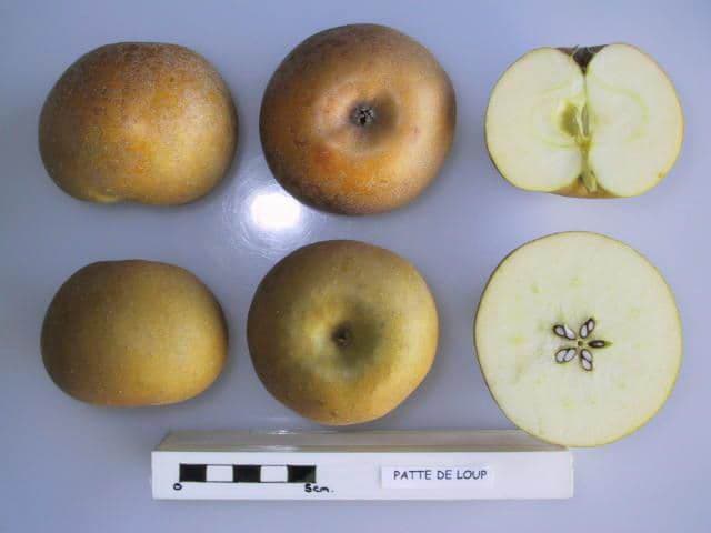 Patte de Loup apple