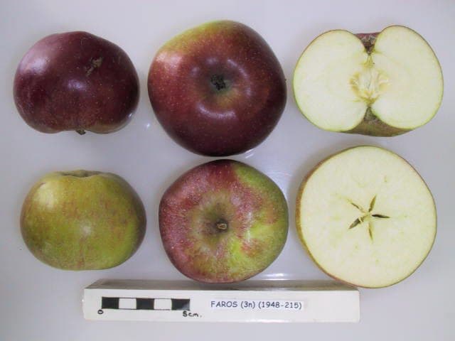 Faros apple