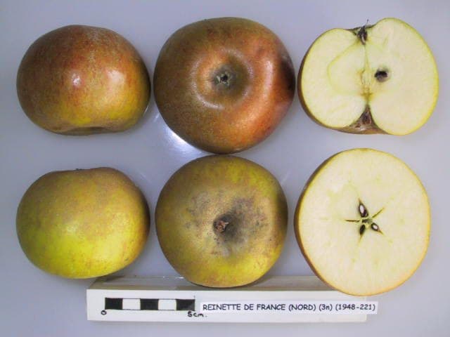 Reinette de France apple