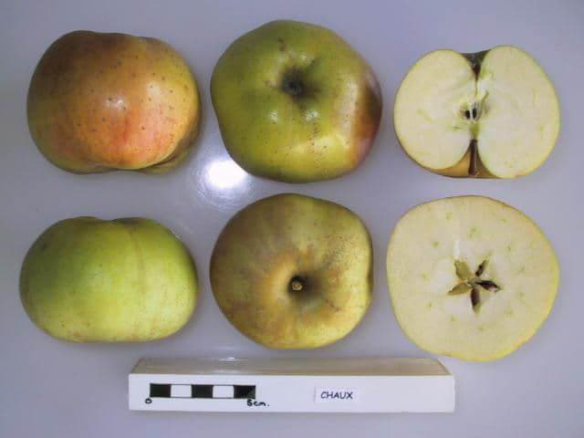 Chaux apple