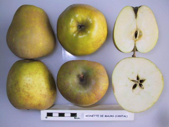 Reinette de Maurs apple