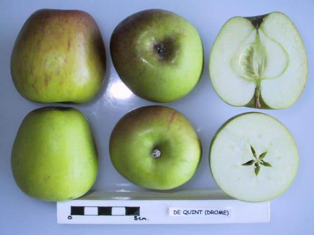 de Quint apple