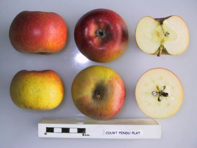 Court Pendu Plat apple