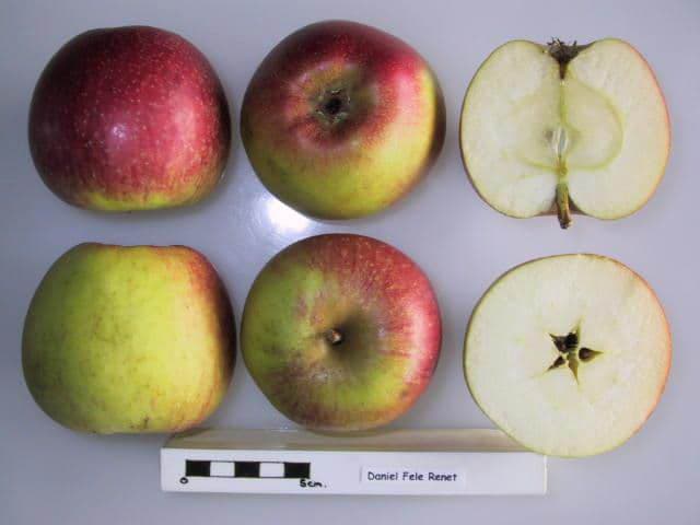 Daniel Fele Renet apple