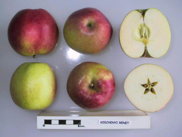 Szechenyi Renet apple
