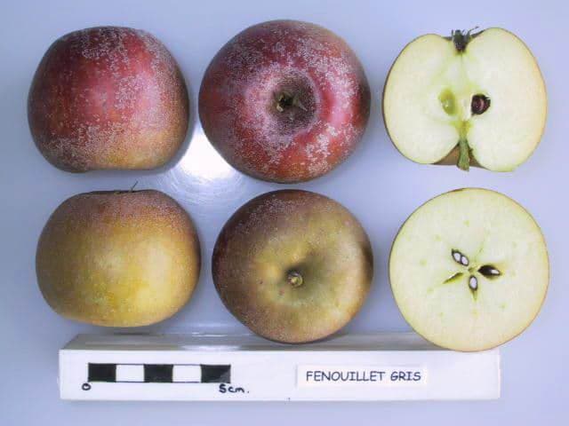 Fenouillet Gris apple