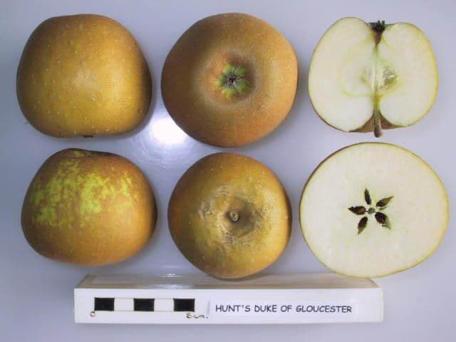 Hunt's Duke of Gloucester apple