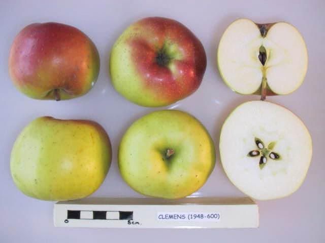 Clemens apple