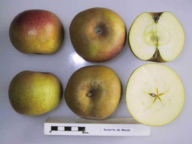 Reinette de Macon apple