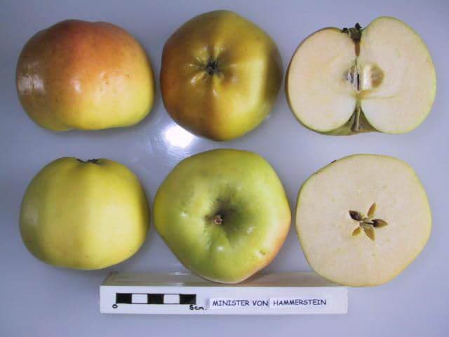 Minister von Hammerstein apple