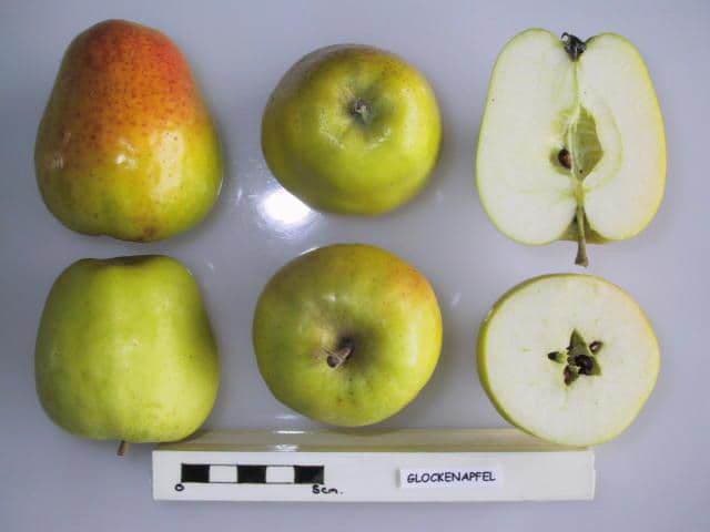 Glockenapfel apple