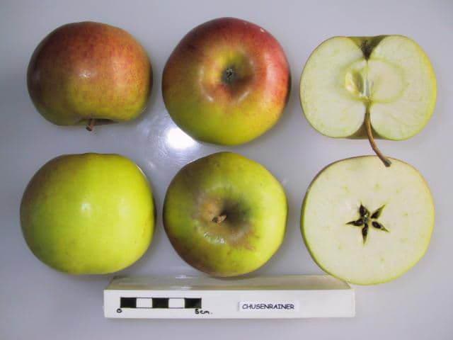Chusenrainer apple