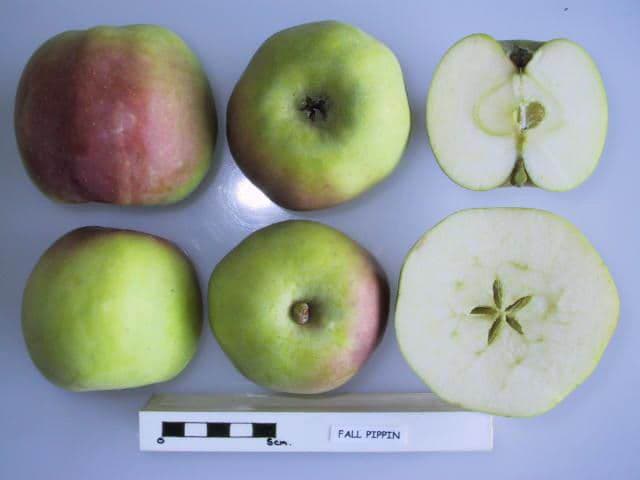 Golden Pippin apple