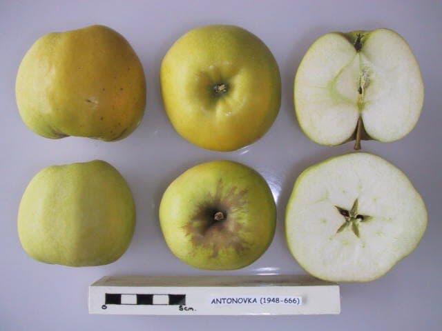 Antonovka apple