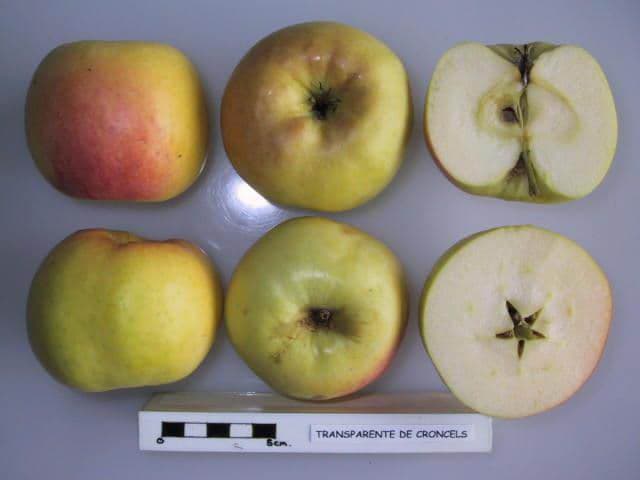 Yellow Transparent apple