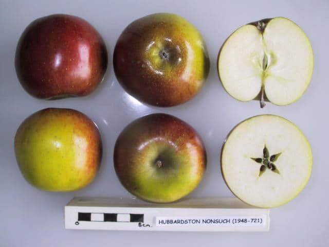 Hubbardston Nonsuch apple